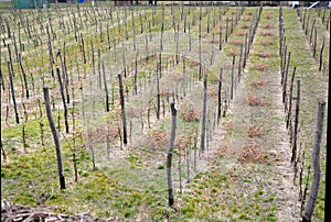 Spring work in the vineyard. winemakers cut vine branches that are long and must be reduced. this optimizes the number of grapes i