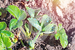 Spring works in garden. Young strawberry bush on bright sunlight with blue drops of Bordeaux mixture.