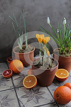 Spring yellow crocuses in a clay pot on a table with other flower pots and plants.