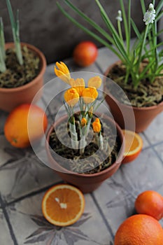 Spring yellow crocuses in a clay pot on a table with other flower pots and plants.