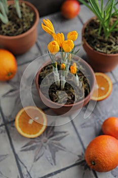 Spring yellow crocuses in a clay pot on a table with other flower pots and plants.