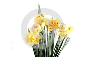 Spring yellow daffodil flower isolated white background background in close-up