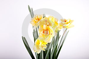 Spring yellow daffodil flower isolated white background background in close-up