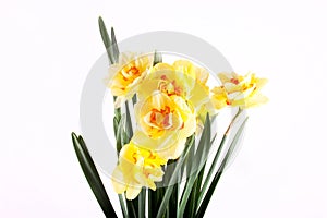 Spring yellow daffodil flower isolated white background background in close-up