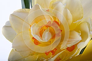 Spring yellow daffodil flower isolated white background background in close-up