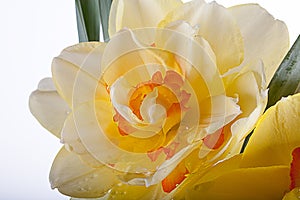 Spring yellow daffodil flower isolated white background background in close-up