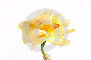 Spring yellow daffodil flower isolated white background background in close-up