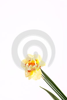 Spring yellow daffodil flower isolated white background background in close-up