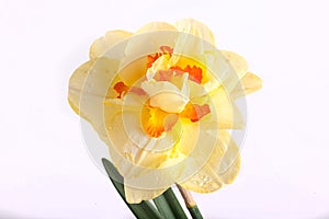 Spring yellow daffodil flower isolated white background background in close-up