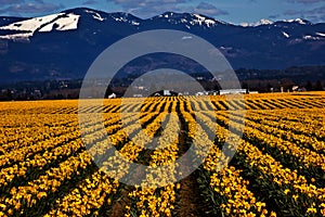 Spring Yellow Daffodil Row Flowers Skagit