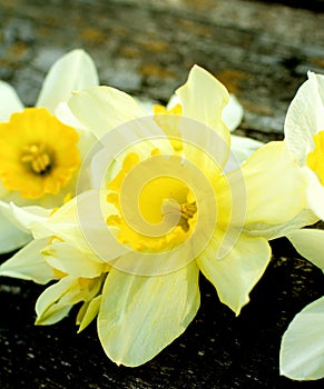 Spring Yellow Daffodils