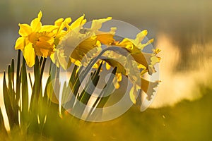 Spring yellow daffodils, daffodils in the light of the morning sun