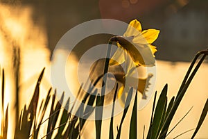 Spring yellow daffodils, daffodils in the light of the morning sun