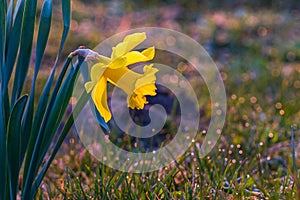 Spring yellow daffodils, daffodils in the light of the morning sun