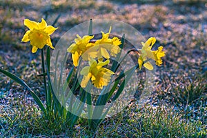 Spring yellow daffodils, daffodils in the light of the morning sun
