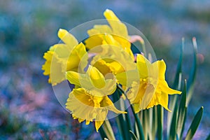 Spring yellow daffodils, daffodils in the light of the morning sun