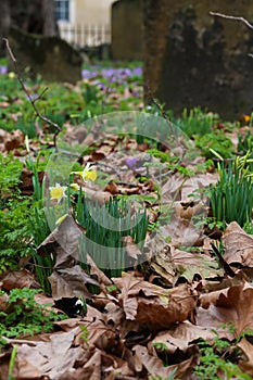 Spring yellow daffodils flowers with dry brow leaves