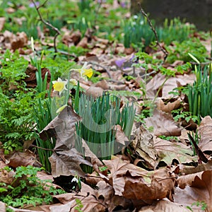 Spring yellow daffodils flowers with dry brow leaves