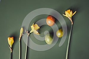 Spring yellow daffodils with naturally dyed Easter eggs on moss green background. Overhead shot