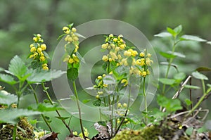 In spring, yellow deaf nettle Lamium galeobdolon blooms in the forest