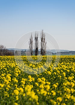 Spring yellow field of blooming raps with trees in the background and blue sky above.