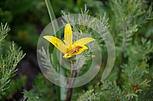 Spring yellow flower. A beetle in a flower. Yellow snowdrop.
