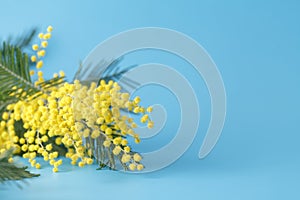 Spring yellow flower mimosa on blue plain background