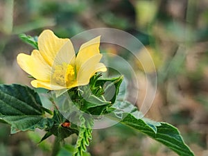 Spring Yellow flower with two green leaves and blur background