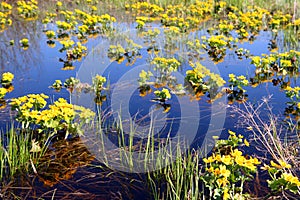 Spring yellow flowers on bog