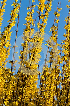 Spring yellow flowers of Common Forsythia in blos