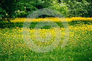 Spring yellow flowers dandelions meadow