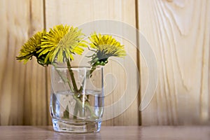 Spring yellow flowers - dandelions mother and stepmother