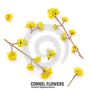 Spring yellow flowers Dogwood or european cornel isolated on white background.