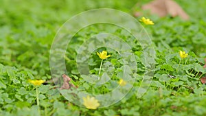 Spring Yellow Flowers - Ficaria Verna. Pilewort Or Ranunculus Ficaria Yellow Spring Flowers.