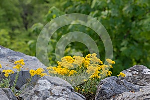 Yellow flowers on the rocks