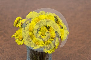 Spring yellow flowers mother and stepmother in ground in the park