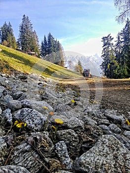 Spring yellow flowers on a mountain meadow.