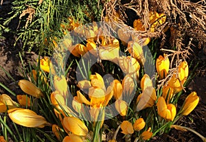 Spring yellow flowers. primroses