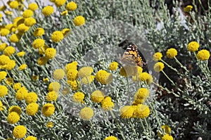 On the spring yellow flowers sits a butterfly called Small tortoiseshell