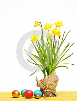 Spring yellow narcissus, colorful easter eggs isolated on white