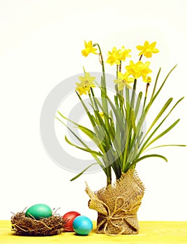 Spring yellow narcissus, colorful easter eggs isolated on white