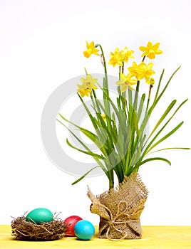 Spring yellow narcissus, colorful easter eggs isolated on white