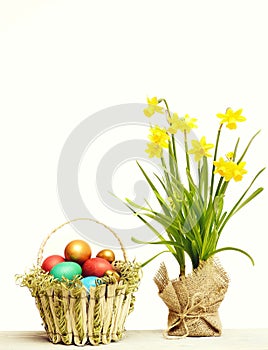 Spring yellow narcissus, colorful easter eggs isolated on white