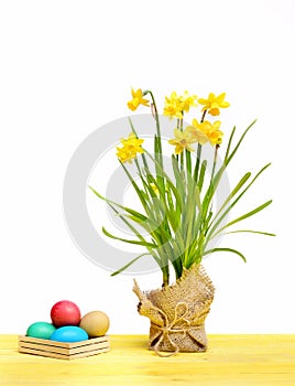 Spring yellow narcissus, colorful easter eggs isolated on white