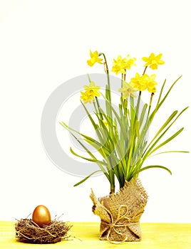 Spring yellow narcissus, golden easter egg isolated on white