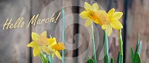 Spring yellow narcissus od daffodil over the wooden background, hello March banner