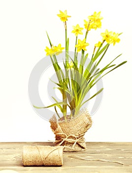 Spring yellow narcissus and thread or rope isolated on white