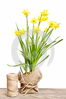 Spring yellow narcissus and thread or rope isolated on white