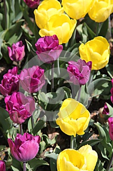 Springtime yellow and purple tulips closeup