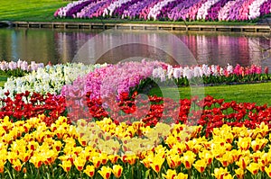 Spring yellow tulips and varicolored hyacinths